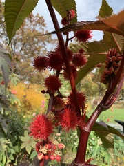 Ricinus