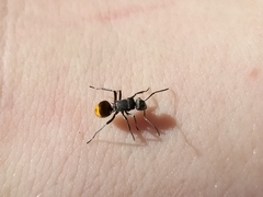 Polyrhachis thusnelda