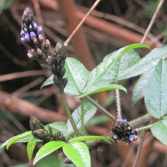 Otholobium mexicanum