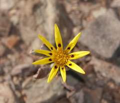 Gazania lichtensteinii