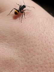 Polyrhachis thusnelda