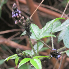 Otholobium mexicanum