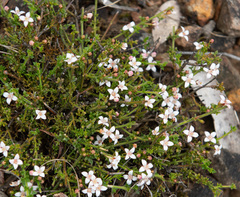 Cyanothamnus nanus