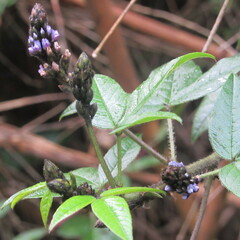 Otholobium mexicanum