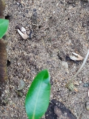 Austruca triangularis