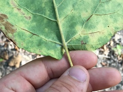 Populus heterophylla