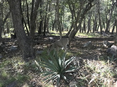 Odocoileus virginianus couesi