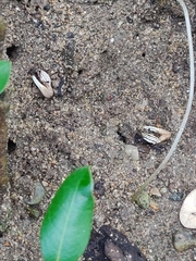 Austruca triangularis