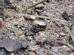 Austruca triangularis