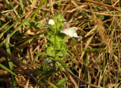 Bellardia trixago