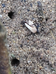 Austruca triangularis