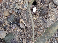 Austruca triangularis