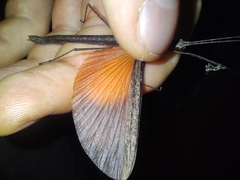 Pseudophasma unicolor