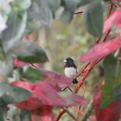 Sporophila luctuosa