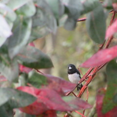 Sporophila luctuosa