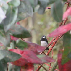 Sporophila luctuosa