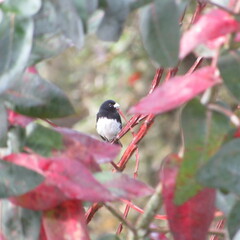 Sporophila luctuosa