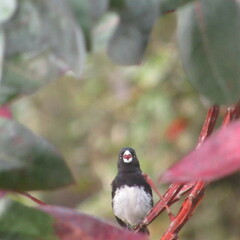 Sporophila luctuosa