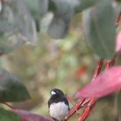 Sporophila luctuosa