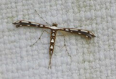 Cosmoclostis aglaodesma