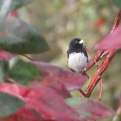 Sporophila luctuosa