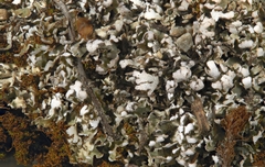 Cladonia symphycarpa