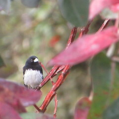 Sporophila luctuosa