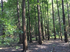 Populus heterophylla