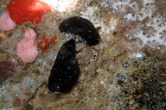 Dendrodoris arborescens