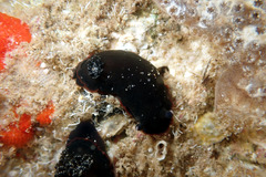 Dendrodoris arborescens