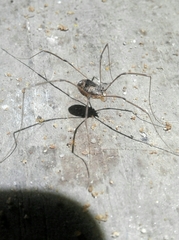 Leiobunum blackwalli