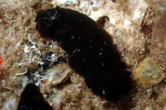 Dendrodoris arborescens