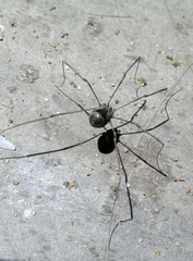 Leiobunum blackwalli