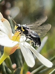 Hylaeus euxanthus