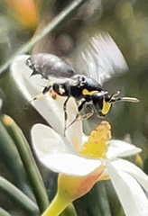 Hylaeus euxanthus