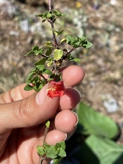 Clinopodium mexicanum