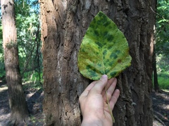 Populus heterophylla