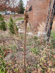 Liatris pycnostachya