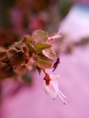 Microgastrinae