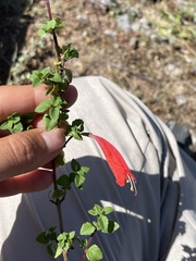 Clinopodium mexicanum