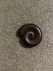 Narceus americanus