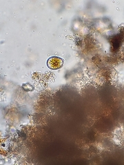 Dinoflagellata