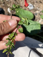 Clinopodium mexicanum