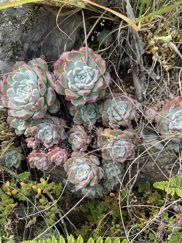 Echeveria halbingeri