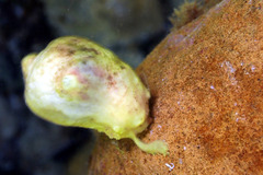 Stolidobranchia
