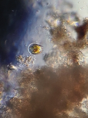 Dinoflagellata