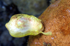 Stolidobranchia