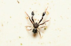 Stephanopis barbipes