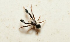 Stephanopis barbipes