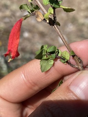 Clinopodium mexicanum